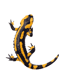 Salamander